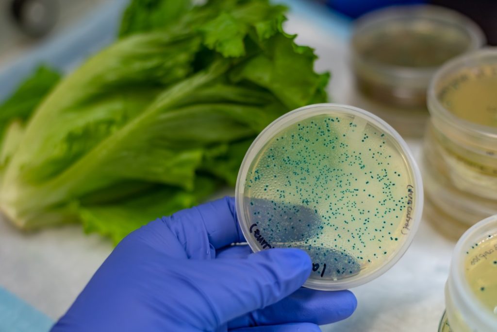 What is E. Coli? The food borne illness. – Nod